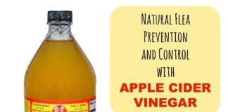 How To Use Apple Cider Vinegar For Fleas? Apple cider vinegar for fleas