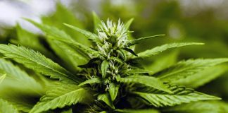 CBG Benefits: Top 7 Benefits of Using CBG Tincture CBG benefits