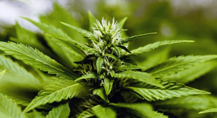 CBG benefits CBG benefits