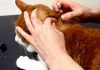 Flea Treatment For Cats Flea Treatment For Cats