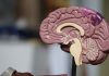 5 Fun Ways to Keep Your Mind Active Mind Active