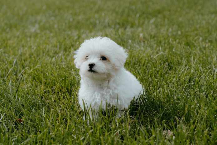 xuan-nguyen-zr0beNrnvgQ-unsplash Maltipoo Puppies