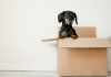 Pet Shipping Tips For Moving Your Pets Overseas Safely Moving Your Pets