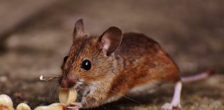 Types Of Pests Commonly Found in Jackson MS and How Experts Help Eliminate Them Types Of Pests