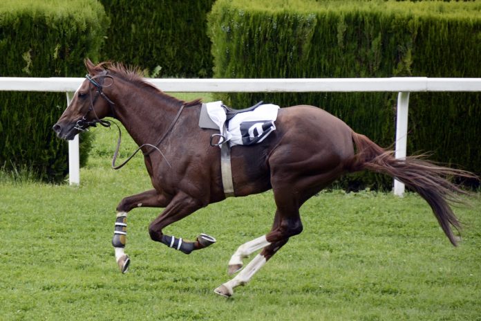 winning race horse