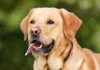 Pet Skin Infections and Rashes – What Are the Remedies and What Can You Do? Pet Skin Infections and Rashes - What Are the Remedies and What Can You Do?