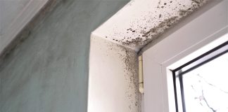 What to do when you find mold after water damage
