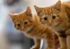 What do Cats Eat in the wild- Insights about their Eating Habits what cats eat in the wild