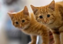 What do Cats Eat in the wild- Insights about their Eating Habits what cats eat in the wild