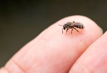 How To Get Rid Of Sweat Bees: Try These 6 Effective Ways