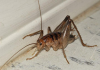 How to Get Rid of Camel Crickets- Complete Guide How to get rid of Camel Cricket