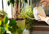 Worst Time to Water Plants- Detailed Guide (2024) Worst times to water your plants