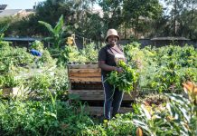 5 Deep Root Feeding Benefits That Enhance Plant Health