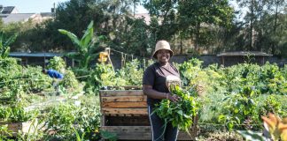 5 Deep Root Feeding Benefits That Enhance Plant Health